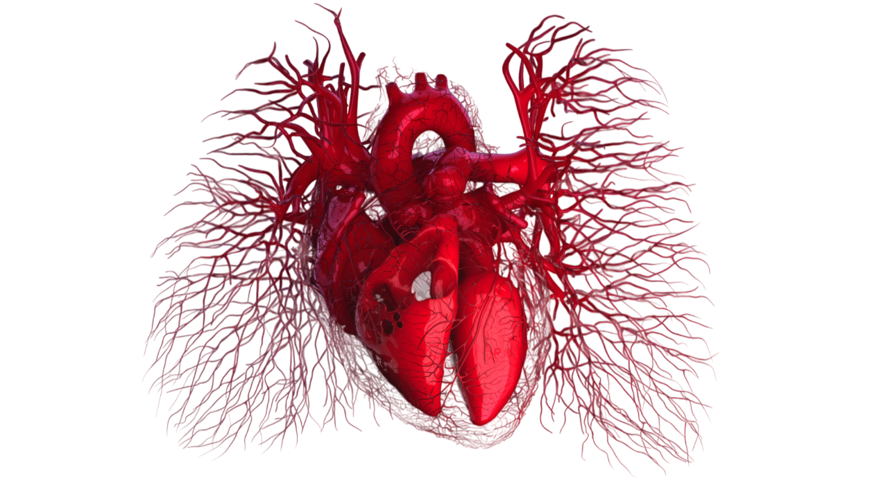 Heart
