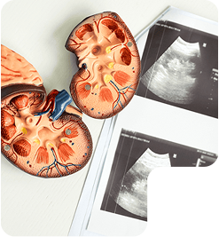 المسالك البولية